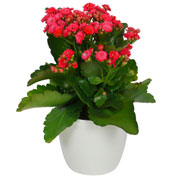 Kalanchoe red + White Cachepot